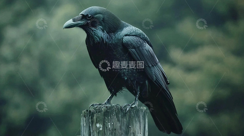 高清大图下载【趣麦麦图】乌鸦高清图片