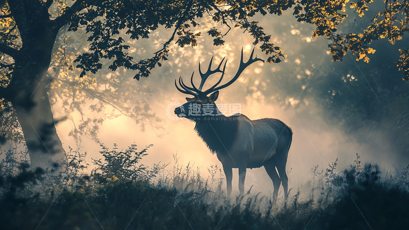 高清大图下载【趣麦麦图】森林雄鹿