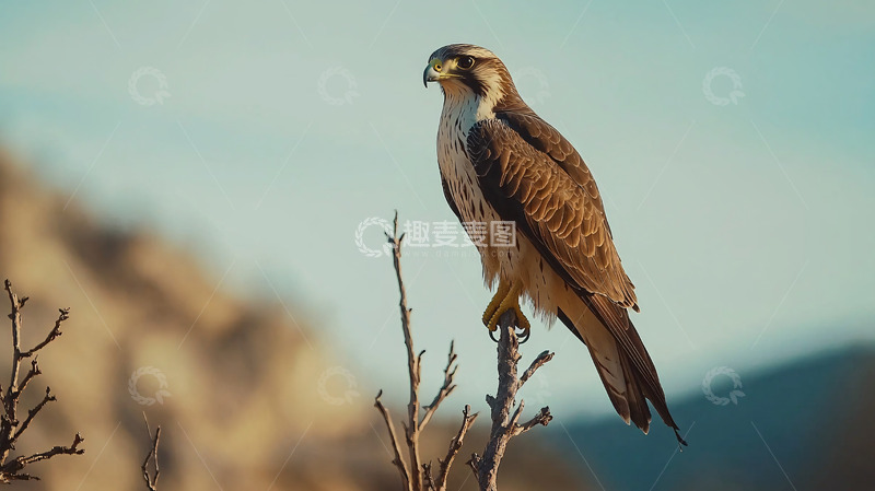 高清大图下载【趣麦麦图】猎鹰栖息在枯枝上
