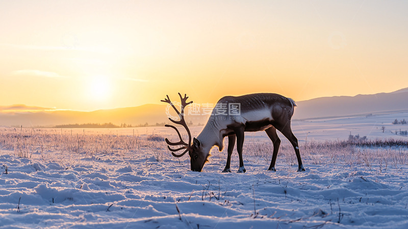 高清大图下载【趣麦麦图】夕阳下雪地觅食的驯鹿