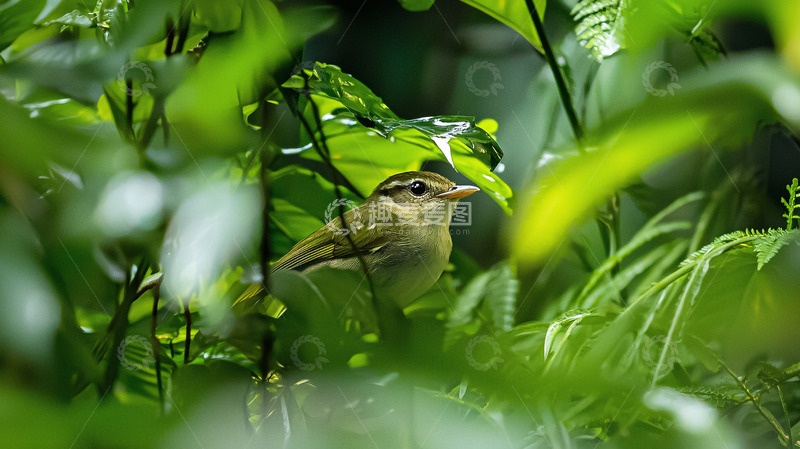 高清大图下载【趣麦麦图】绿叶丛中一只小鸟
