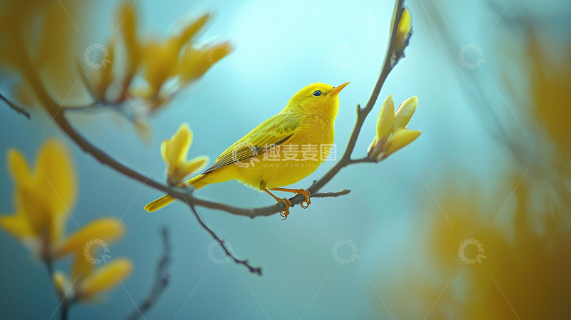 高清大图下载【趣麦麦图】黄鸟枝头嫩芽