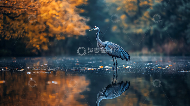 高清大图下载【趣麦麦图】秋日湿地鹤影