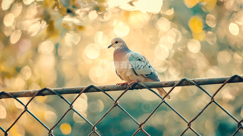 高清大图下载【趣麦麦图】斑鸠