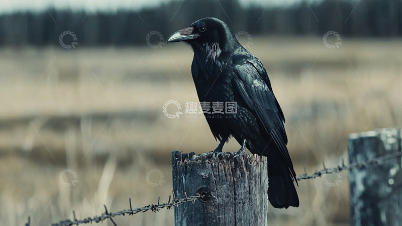 高清大图下载【趣麦麦图】乌鸦栖息在栅栏上
