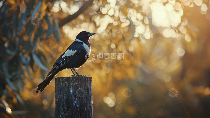 高清大图下载【趣麦麦图】黑白鸟