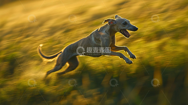 高清大图下载【趣麦麦图】奔跑的意大利灵缇犬