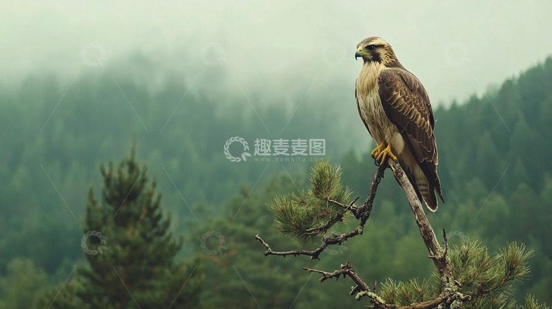 高清大图下载【趣麦麦图】雾中森林雄鹰