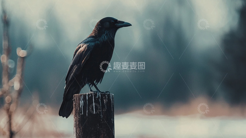 高清大图下载【趣麦麦图】乌鸦栖息木桩