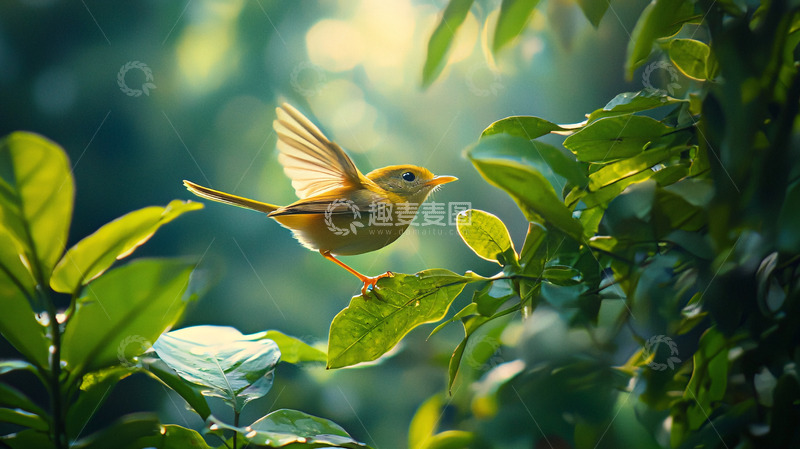 高清大图下载【趣麦麦图】小鸟飞过绿叶丛林