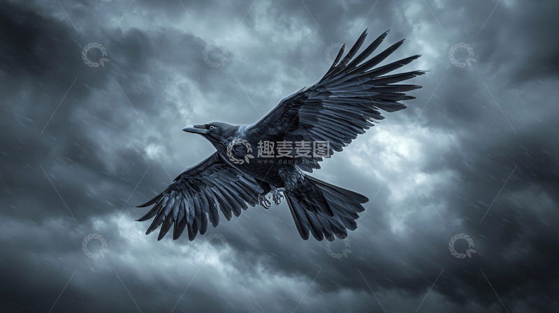 高清大图下载【趣麦麦图】乌鸦飞翔暗色天空