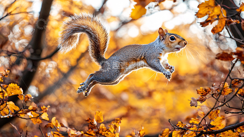 高清大图下载【趣麦麦图】秋叶中跳跃的灰松鼠
