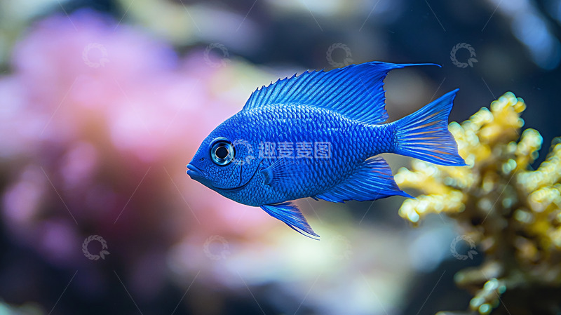 高清大图下载【趣麦麦图】蓝色的热带鱼