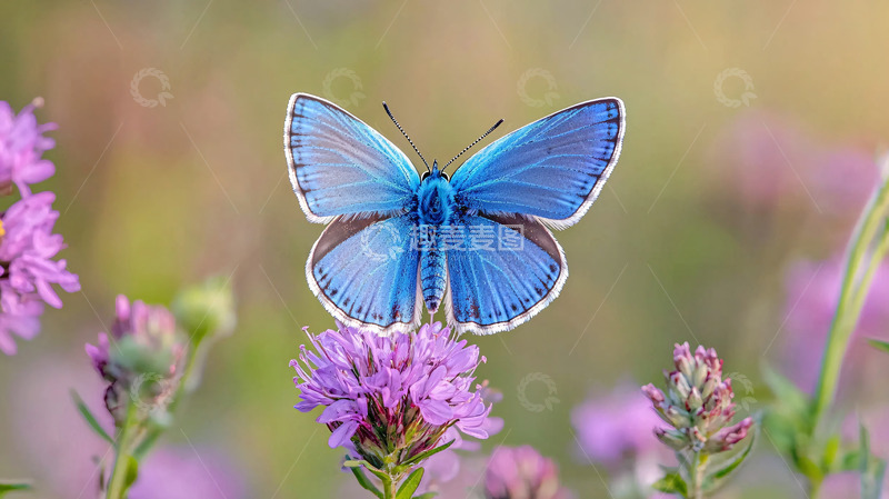高清大图下载【趣麦麦图】蓝色蝴蝶