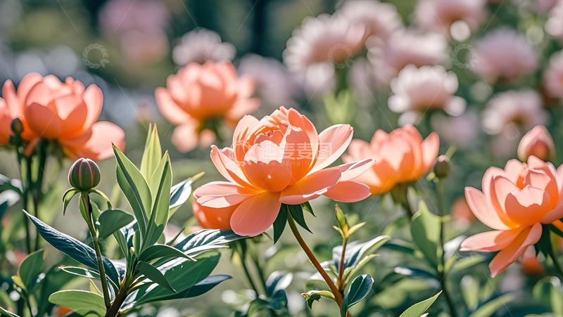 高清大图下载【趣麦麦图】春天摄影花朵开花花卉素材95