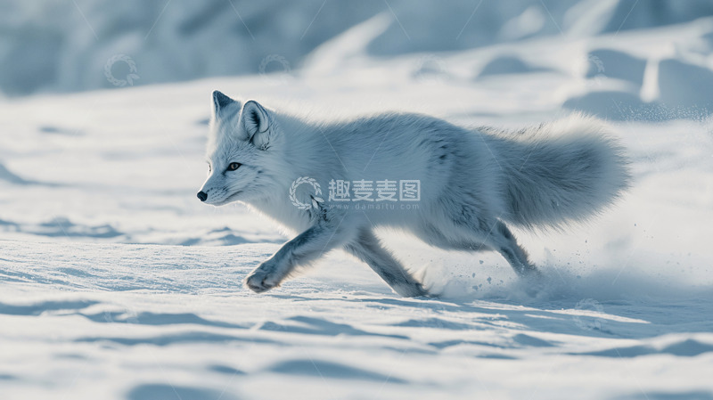 高清大图下载【趣麦麦图】雪地奔跑的北极狐