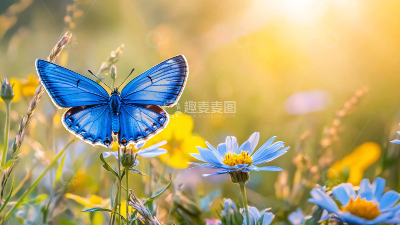 高清大图下载【趣麦麦图】阳光下蓝色蝴蝶花丛