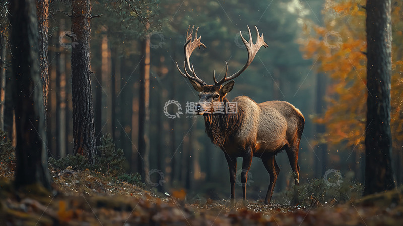 高清大图下载【趣麦麦图】森林里雄伟的鹿