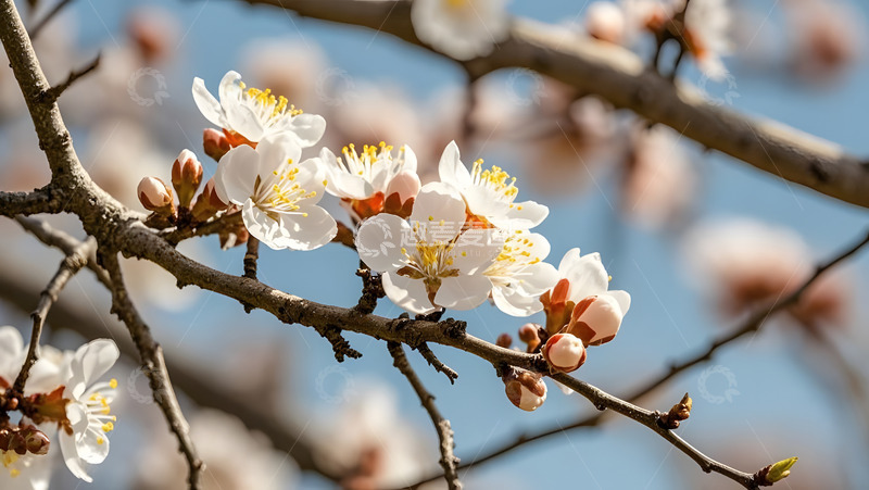 高清大图下载【趣麦麦图】春天摄影花朵开花花卉素材127