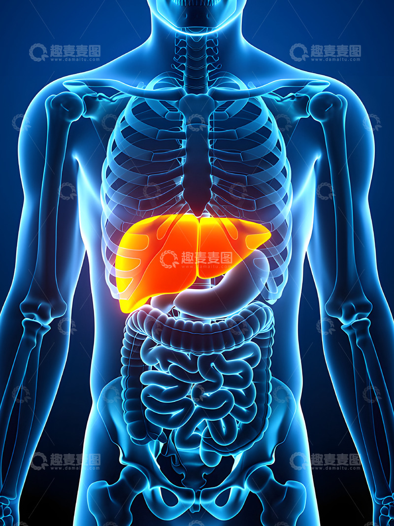 高清大图下载【趣麦麦图】人体解剖之肝脏器官概念图2