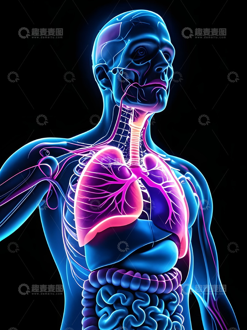 高清大图下载【趣麦麦图】人体器官肺部器官解剖概念图2
