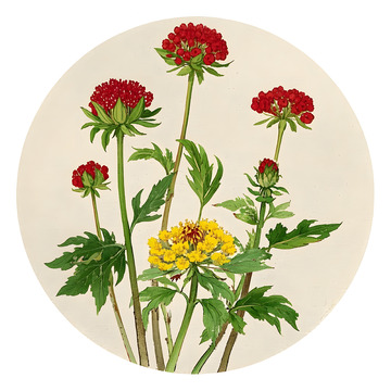 本草纲目中草药之白術插画素材