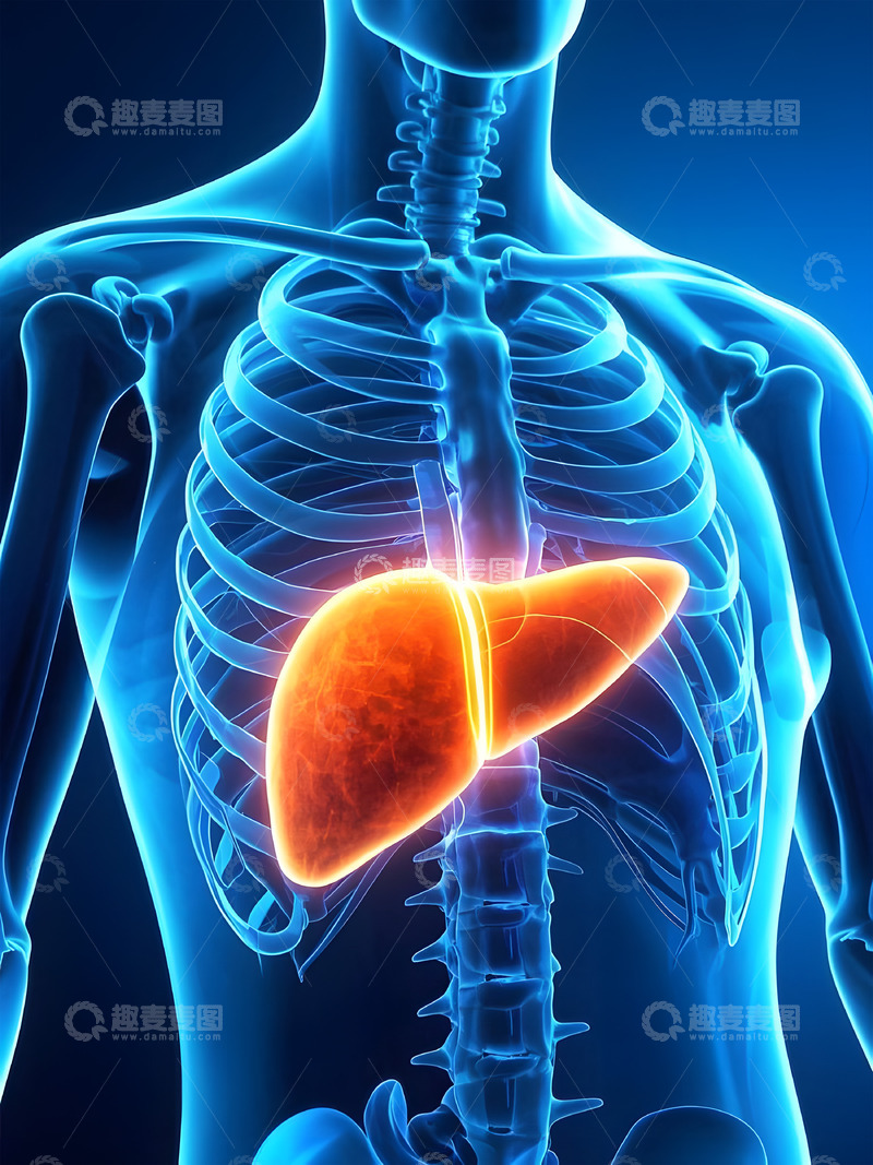 高清大图下载【趣麦麦图】人体解剖之肝脏器官概念图1