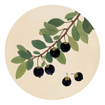 本草纲目中草药之黑枸杞插画素材