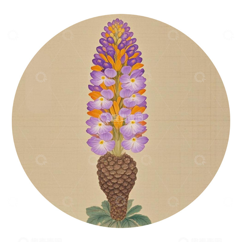 高清大图下载【趣麦麦图】本草纲目中草药之肉苁蓉插画素材