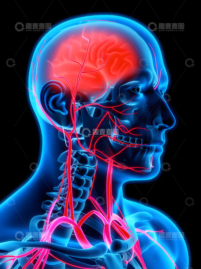 高清大图下载【趣麦麦图】人体解剖之头部大脑概念图1