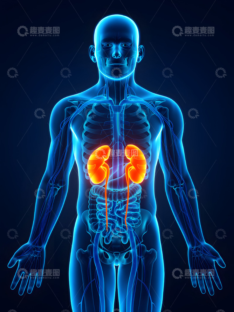 高清大图下载【趣麦麦图】人体解剖之肾部器官概念图