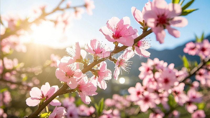 高清大图下载【趣麦麦图】夕阳里的桃花源