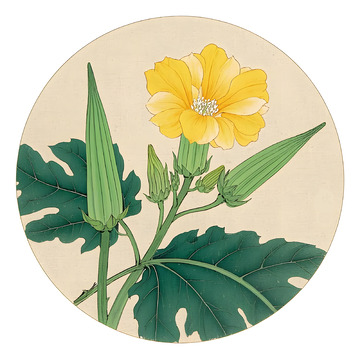 本草纲目中草药之秋葵插画素材
