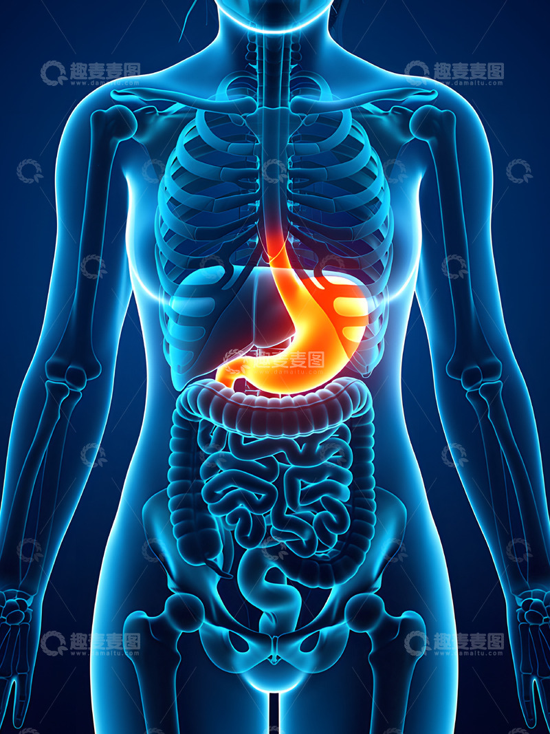 高清大图下载【趣麦麦图】人体解剖之女性胃部概念图1