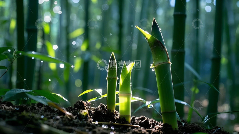 高清大图下载【趣麦麦图】春天里生机怏然的竹林