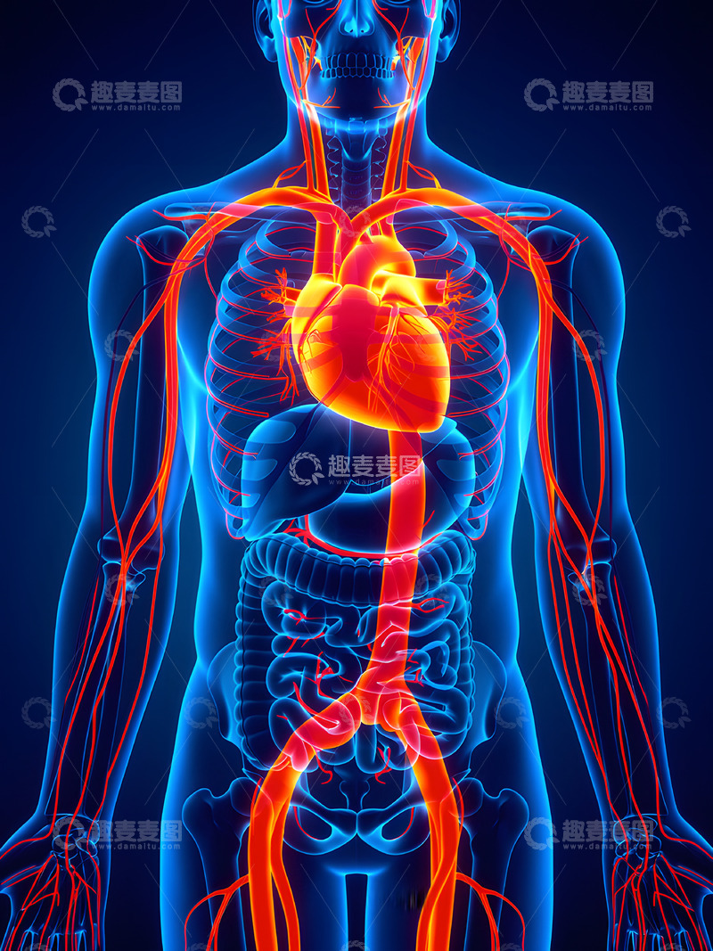 高清大图下载【趣麦麦图】人体解剖之心脏器官概念图1