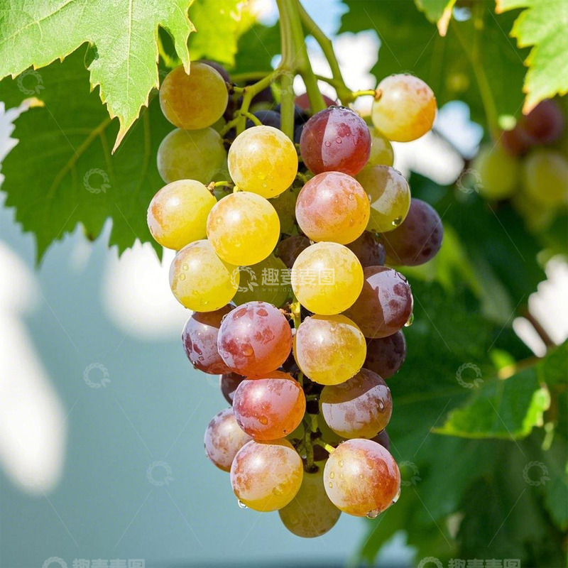 高清大图下载【趣麦麦图】水果葡萄摄影图2