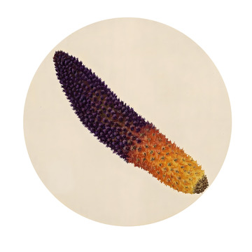 本草纲目中草药之锁阳草插画素材