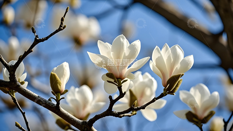 春天摄影玉兰花开花花卉素材14