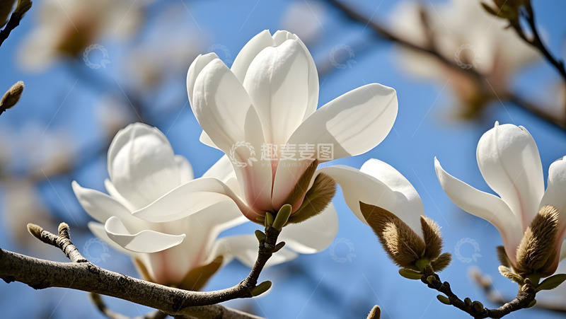 春天摄影玉兰花开花花卉素材2