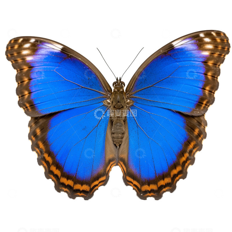 高清大图下载【趣麦麦图】自然蓝色蝴蝶动物素材