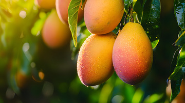 挂在芒果树枝上的芒果图片