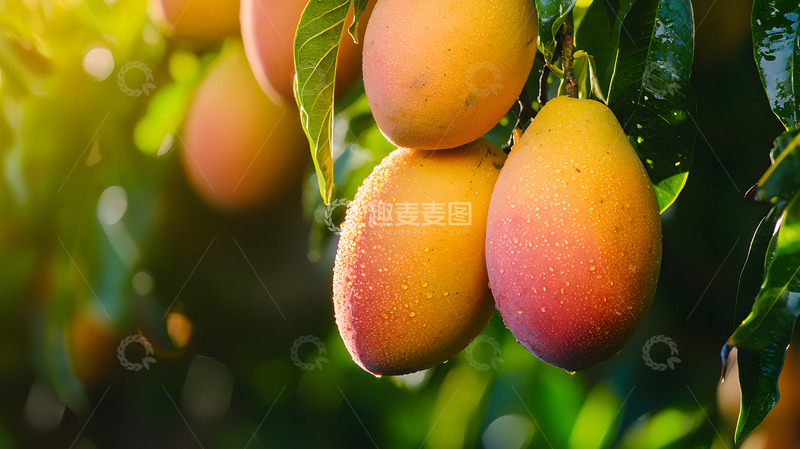 高清大图下载【趣麦麦图】挂在芒果树枝上的芒果图片