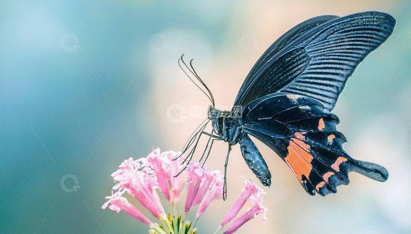 高清大图下载【趣麦麦图】黑红蝴蝶静栖粉花之间