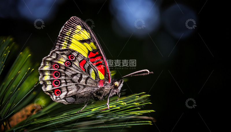 高清大图下载【趣麦麦图】五彩蝴蝶栖于松针之上