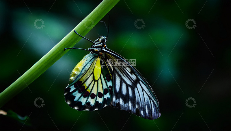 高清大图下载【趣麦麦图】黄黑花纹蝶悬停绿枝间