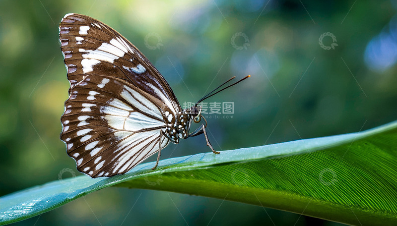 高清大图下载【趣麦麦图】棕白蝴蝶停驻绿色叶片