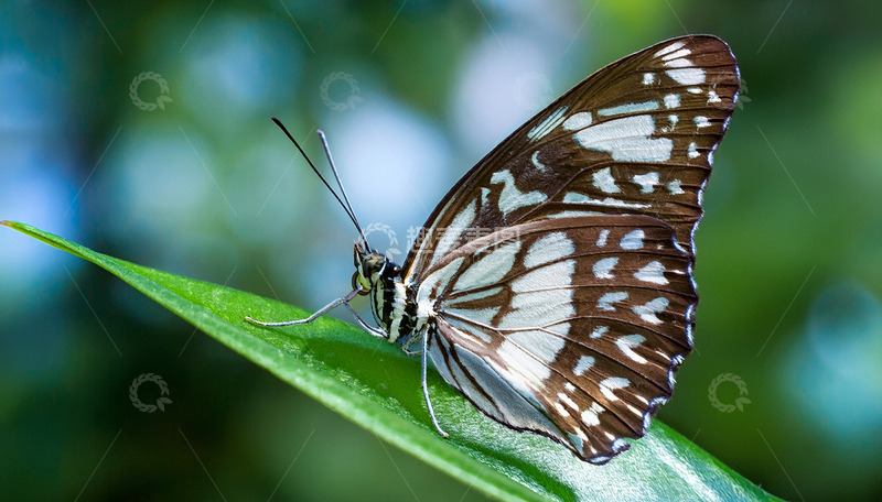高清大图下载【趣麦麦图】棕白蝴蝶休憩绿叶之上