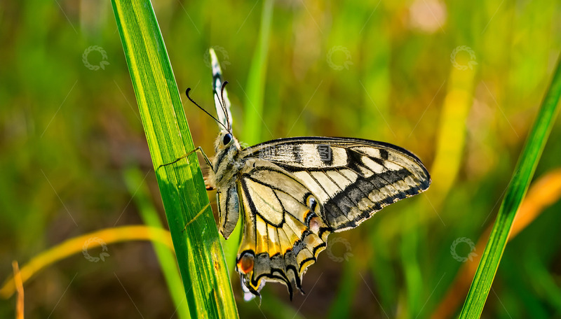 高清大图下载【趣麦麦图】黄黑纹蝴蝶停在绿草上