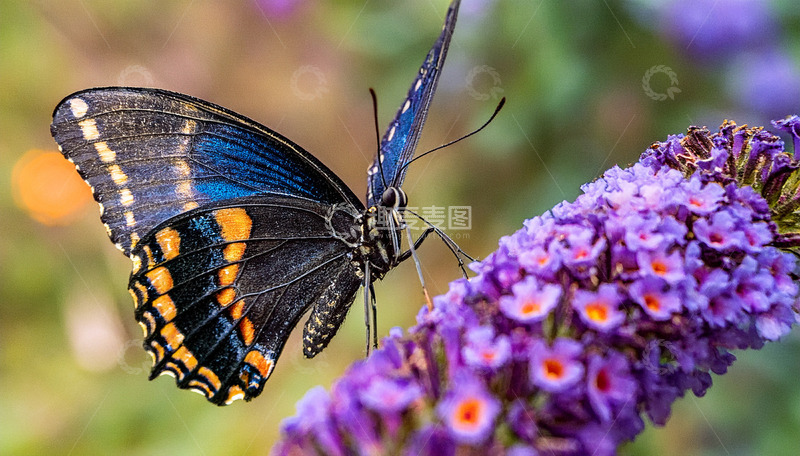 高清大图下载【趣麦麦图】黑蝶访紫色花丛